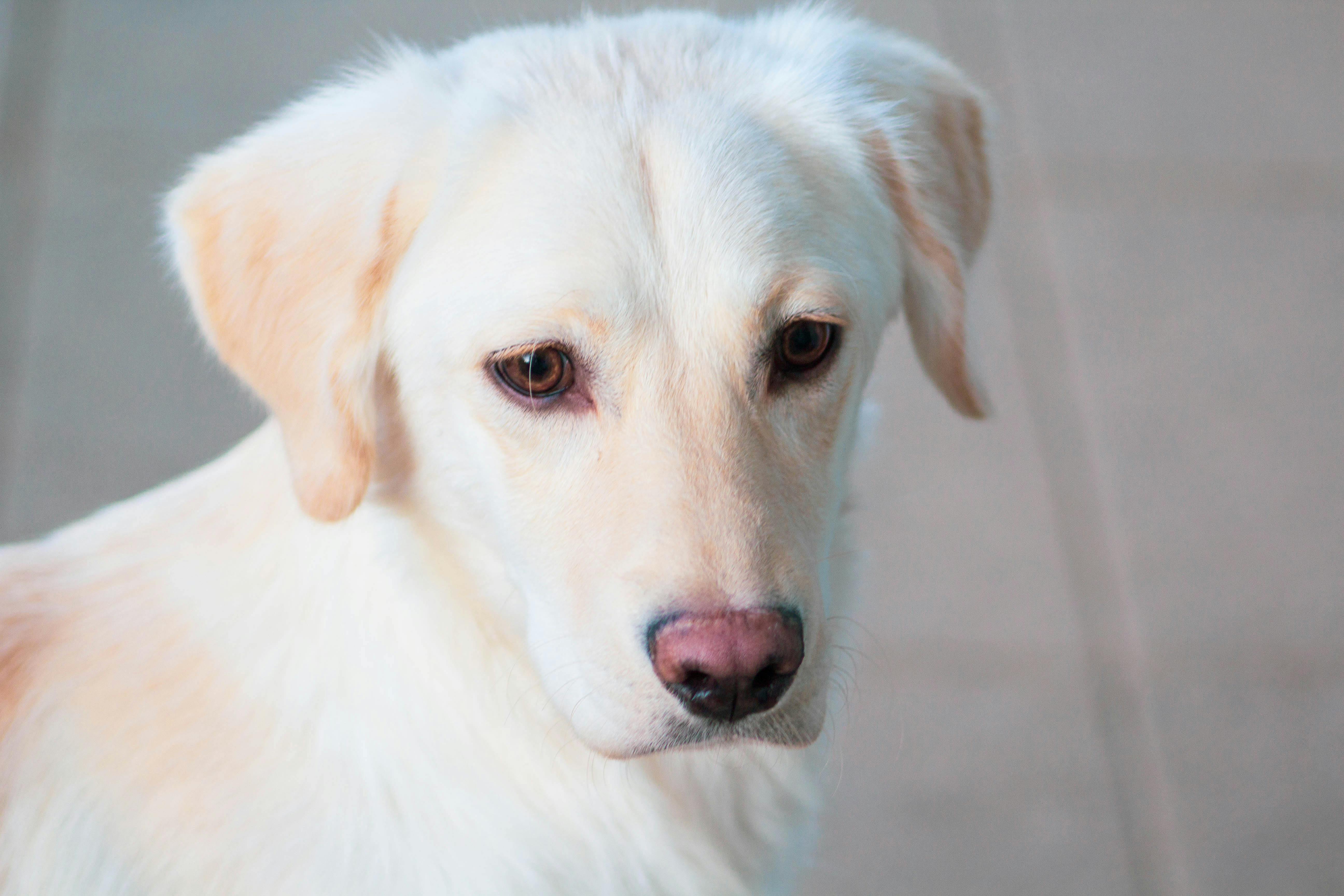 大型犬やシニア犬も安心の設備と技術で丁寧に対応しています