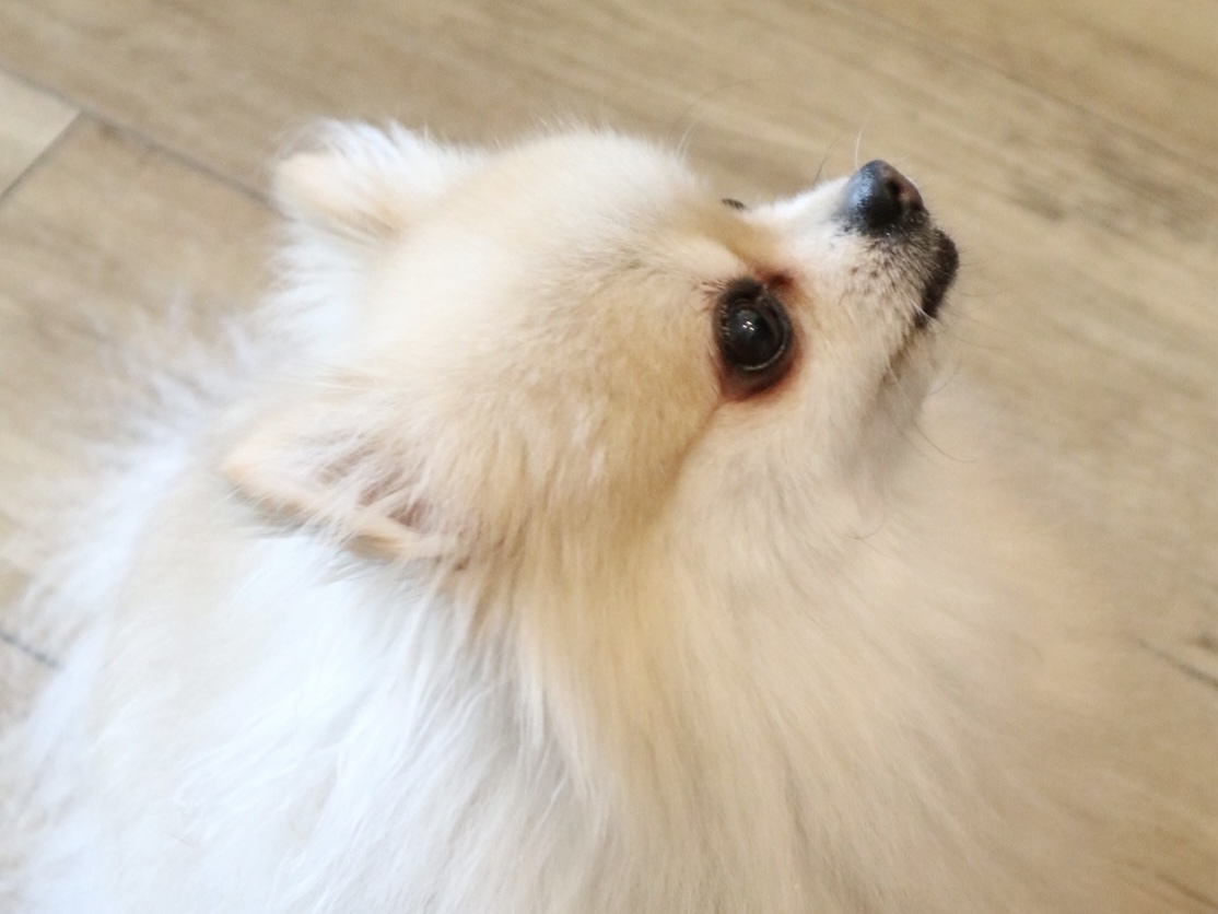 ポメラニアンやトイプードルにも幅広い犬種に対応しております