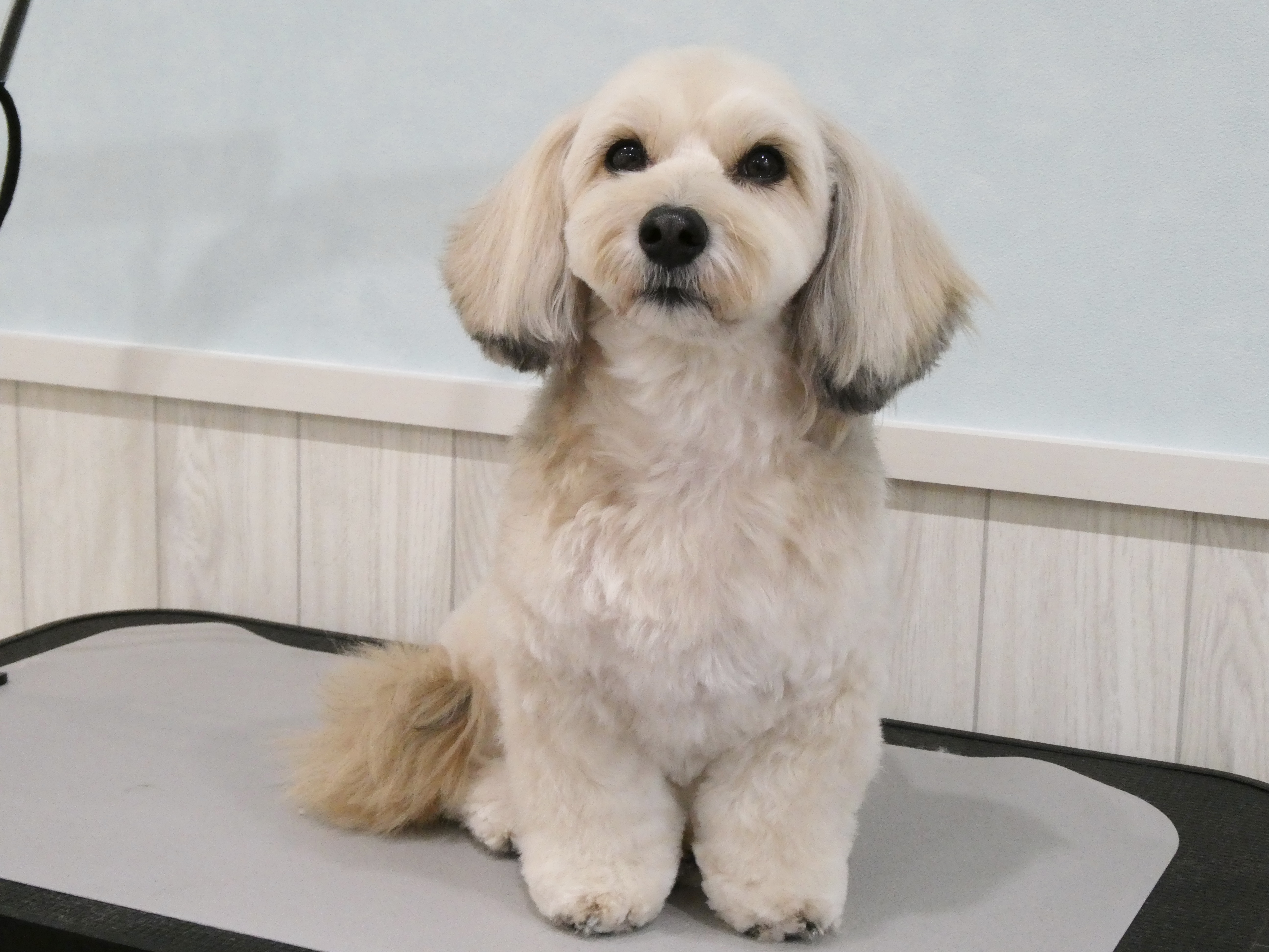 ミックス犬のオーダーメイドカット | 兵庫県垂水のトリミングならdogsalon Mer.