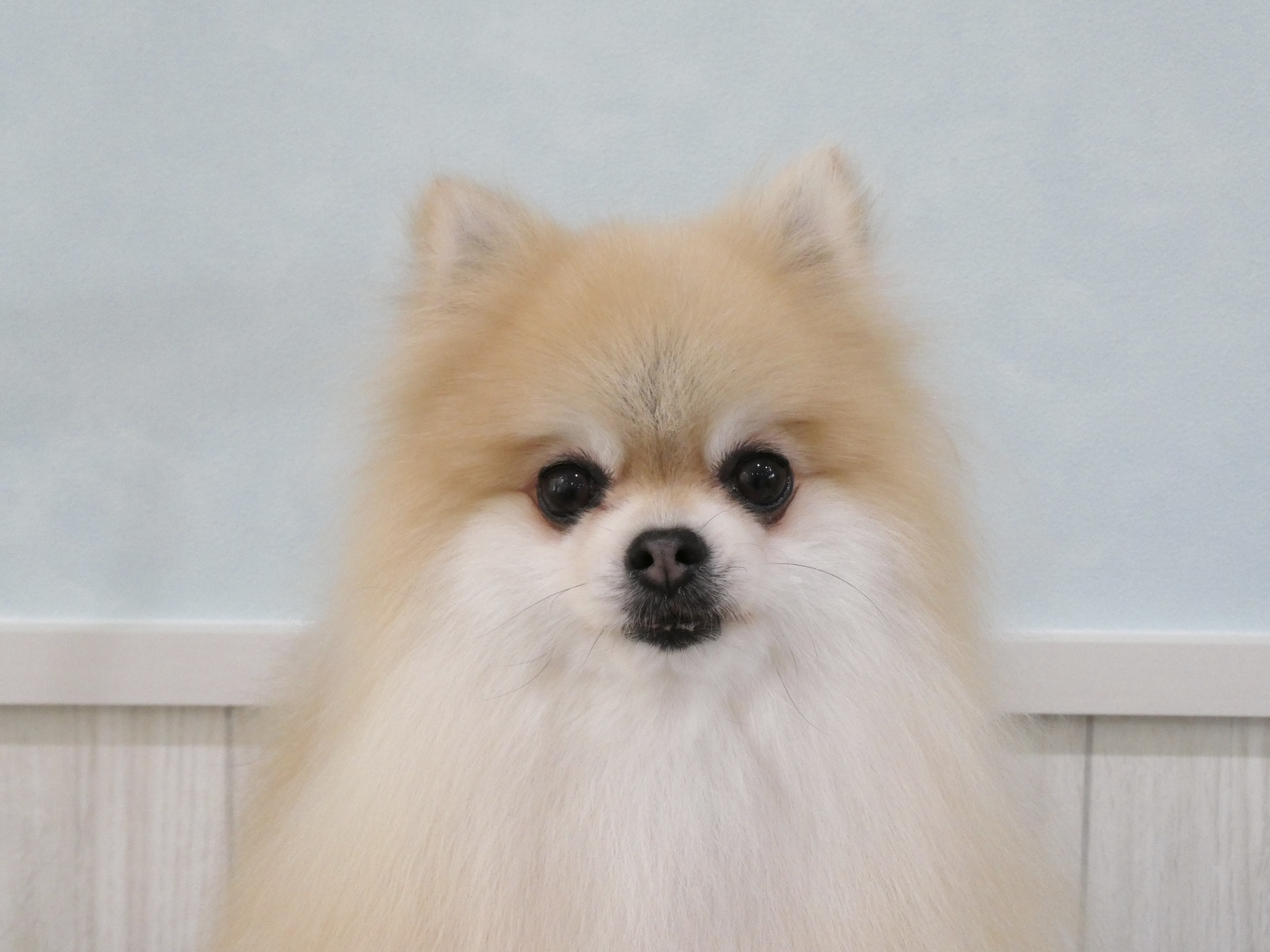 ポメラニアンの可愛いカット | 兵庫県垂水のトリミングならdogsalon Mer.