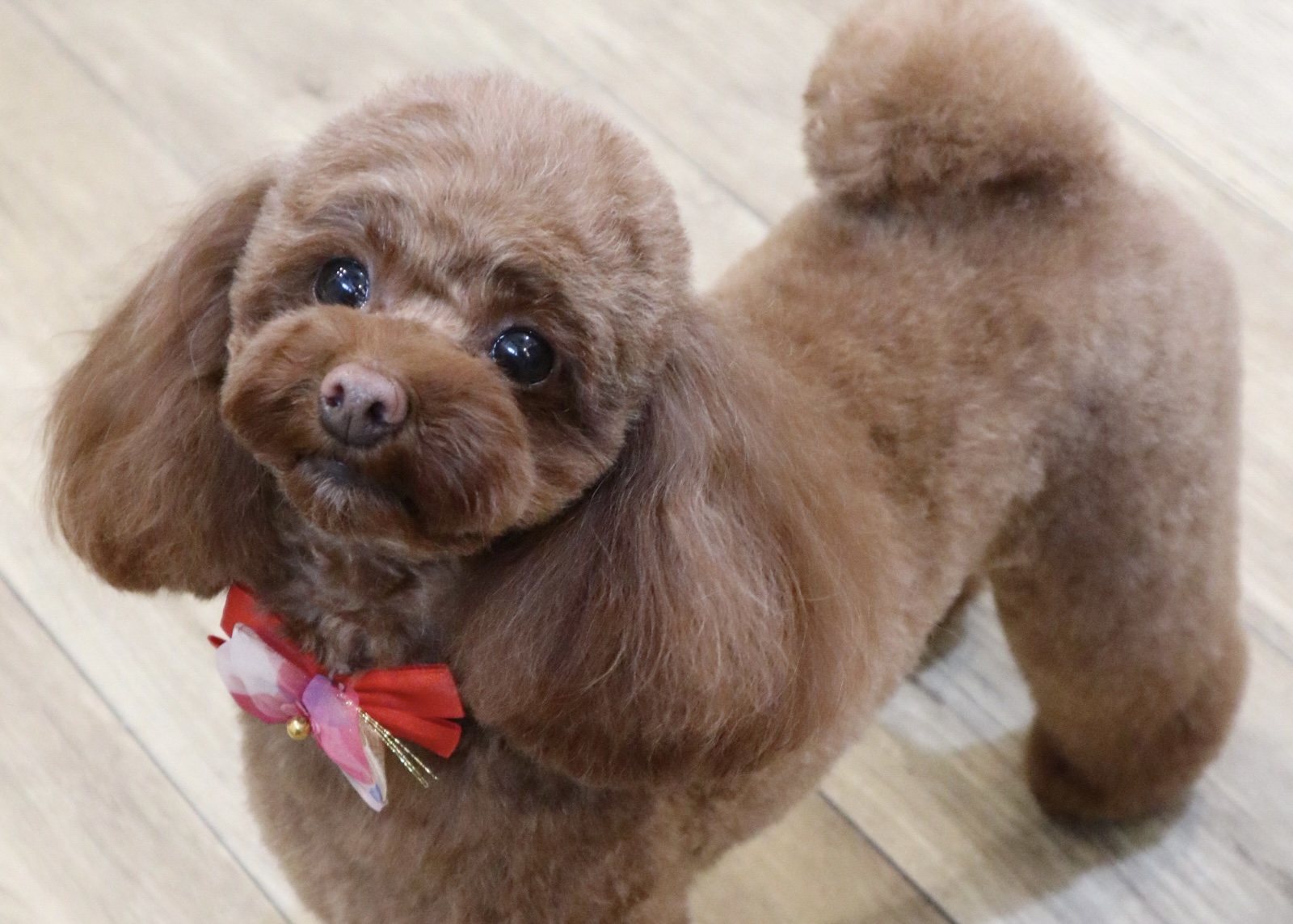 トイプードルの似合わせカット | 兵庫県垂水のトリミングならdogsalon Mer.