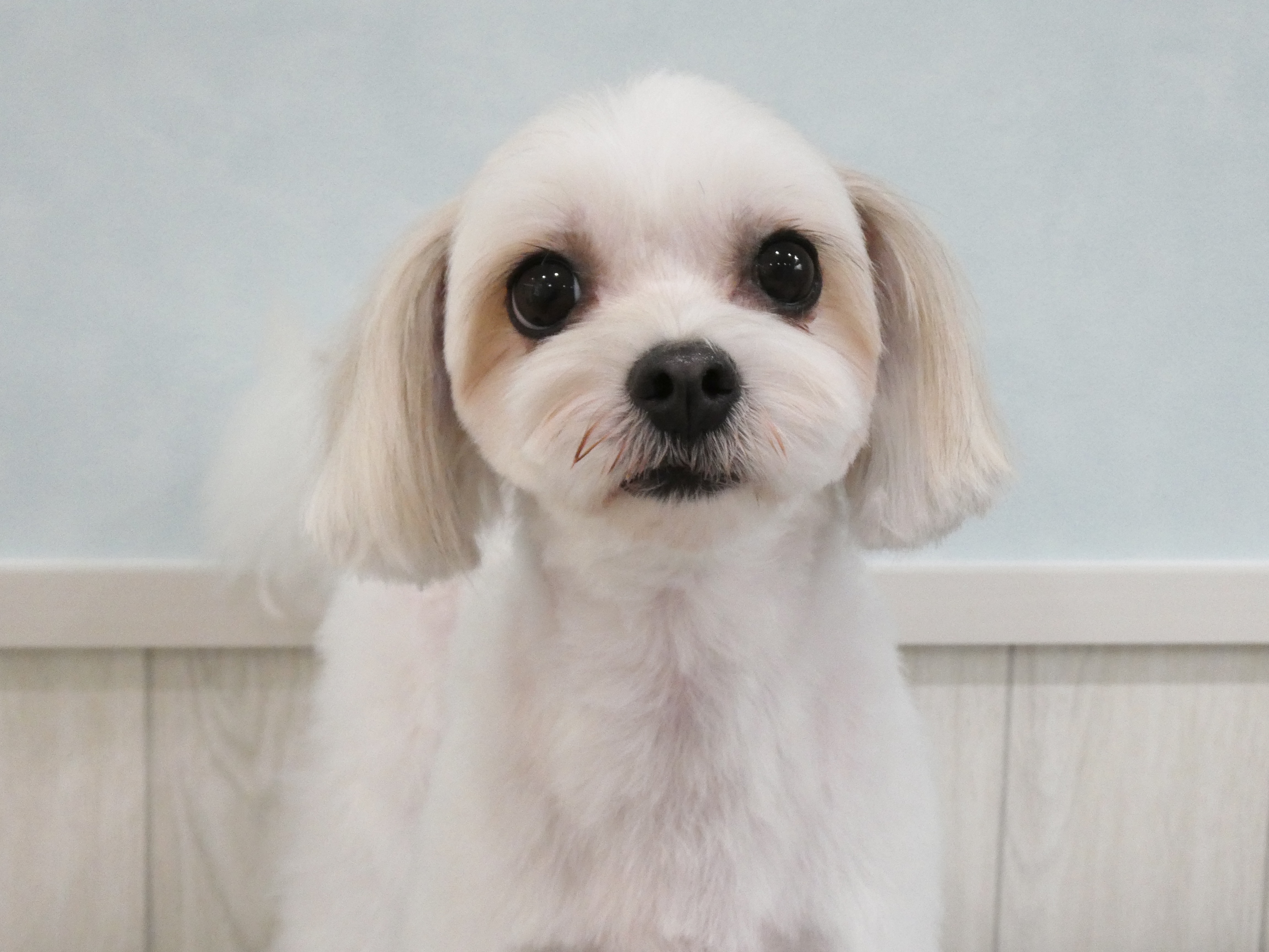 マルチーズのトリミングならdogsalon Mer.｜神戸市垂水区名谷町