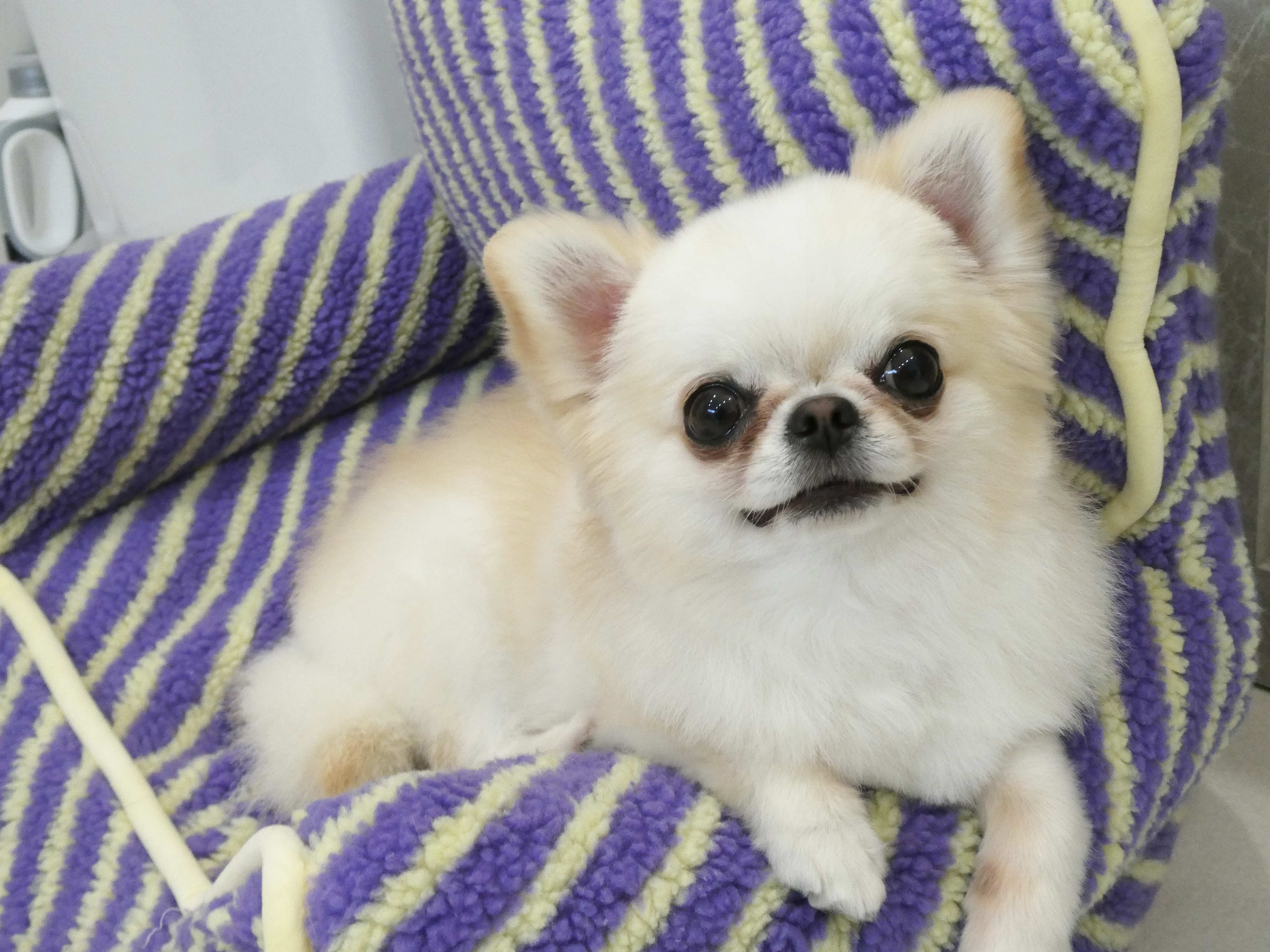 チワワのトリミングならdogsalon Mer.｜神戸市垂水区名谷町