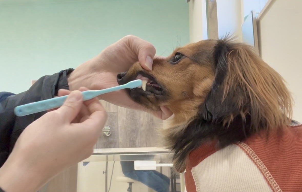 歯磨きで健康な歯を守ろう｜神戸市垂水区のトリミングならdogsalon Mer.