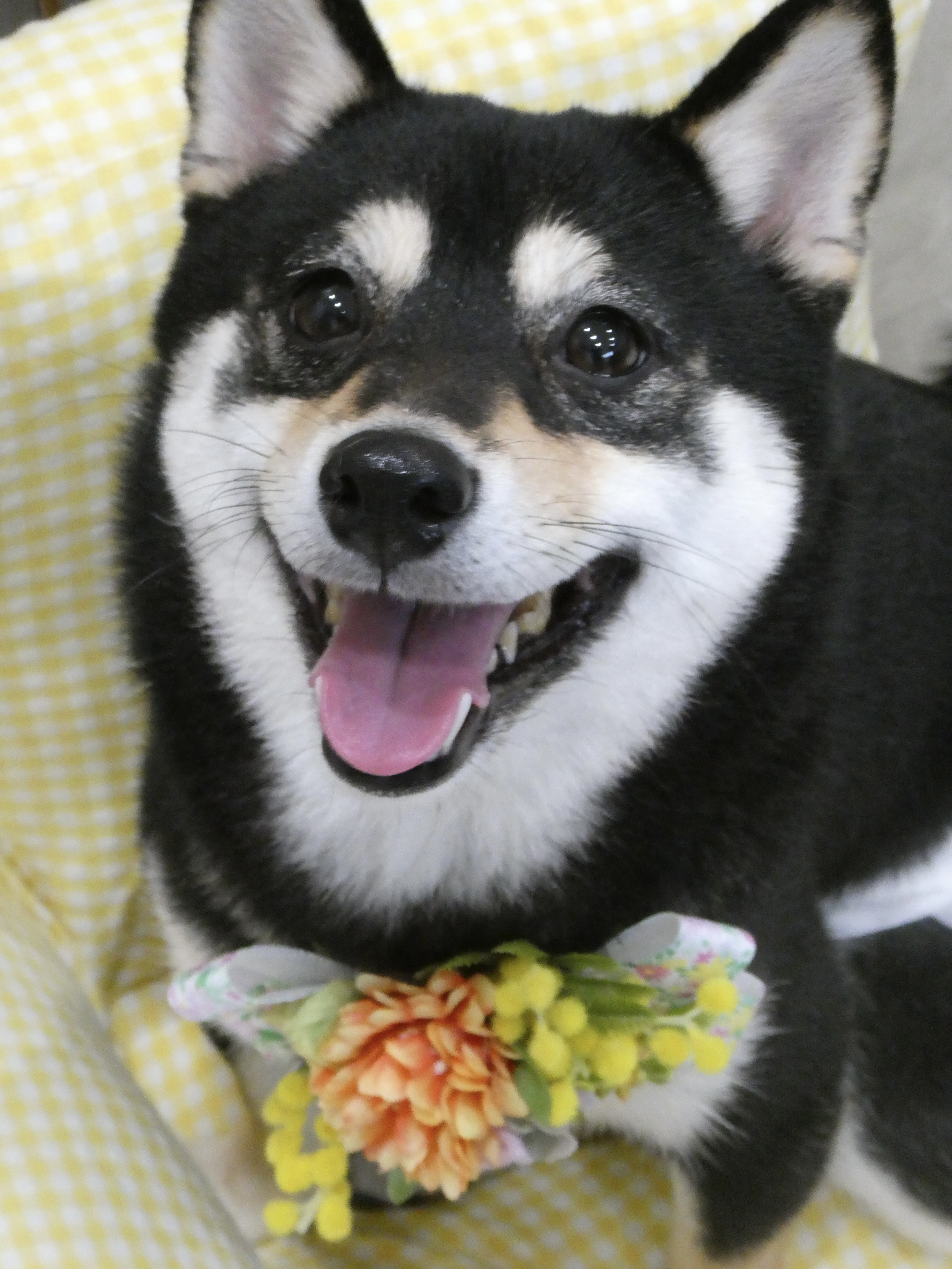柴犬のシャンプーならdogsalon Mer.｜神戸市垂水区名谷町