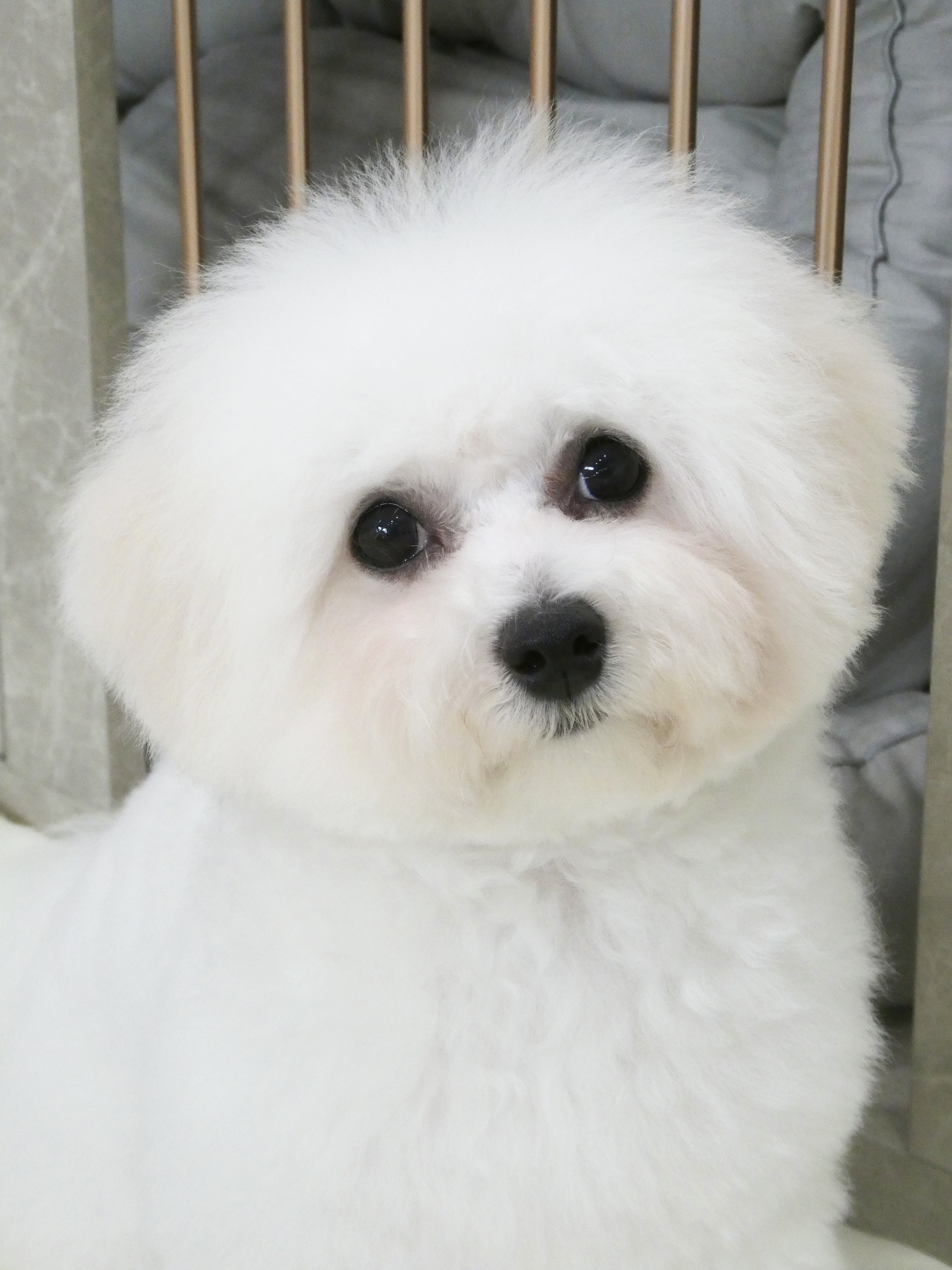 ビションのトリミングならdogsalon Mer.｜神戸市垂水区名谷町